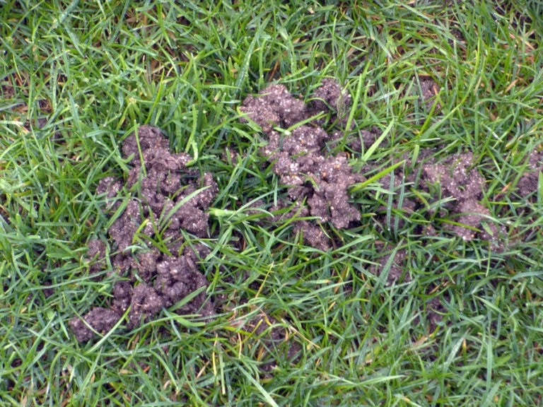 Les vers de terre en action Pelouses Sports