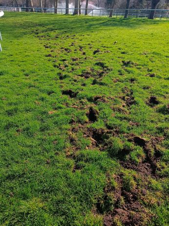 Piste d'un hippodrome dont le gazon a été abimé par le passage des chevaux